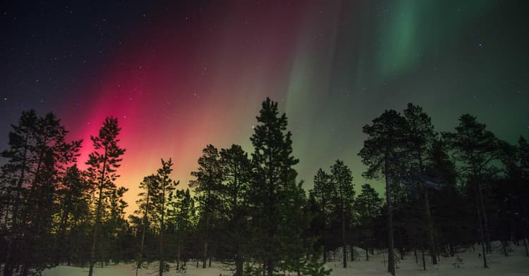 Tuna development image