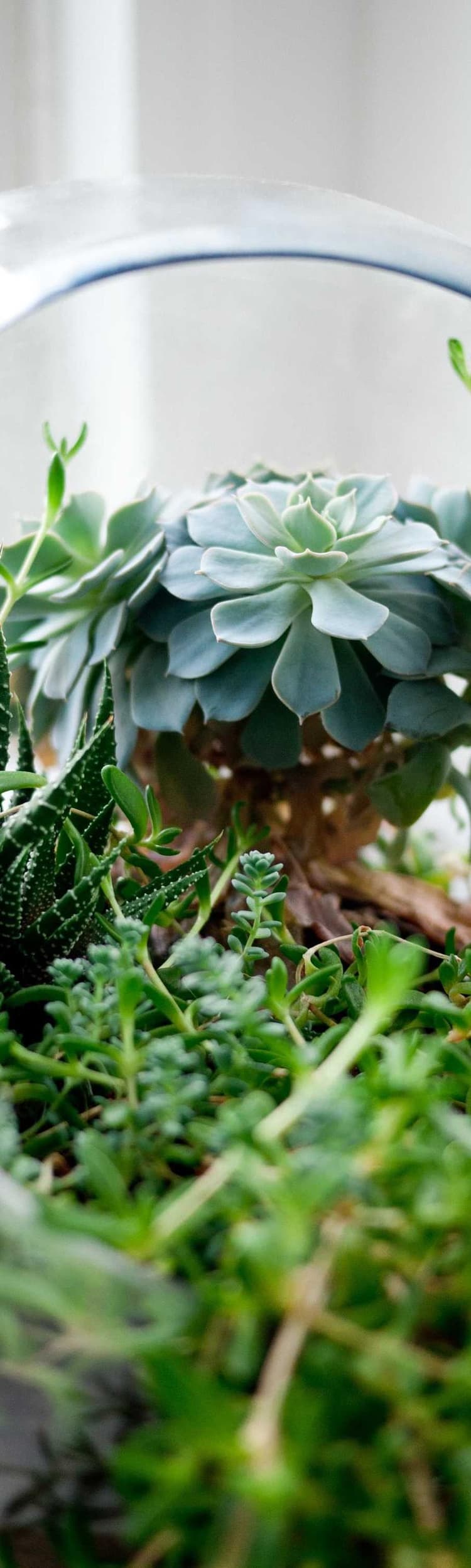 Tuna development image