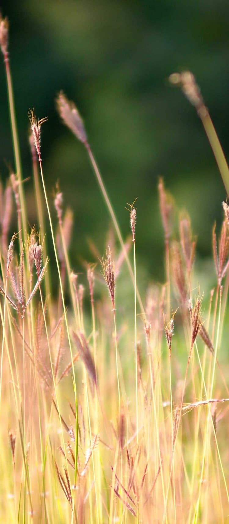 Cheese development image