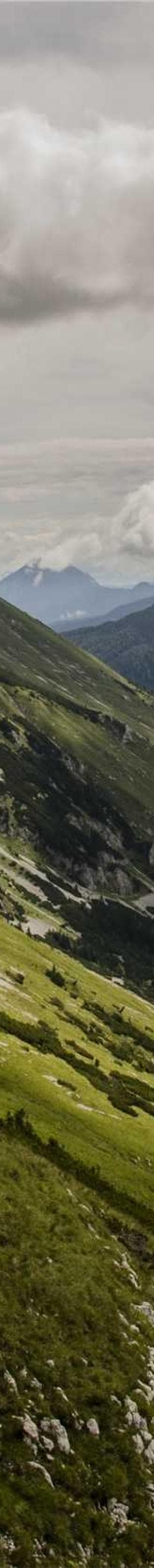 Fish development image