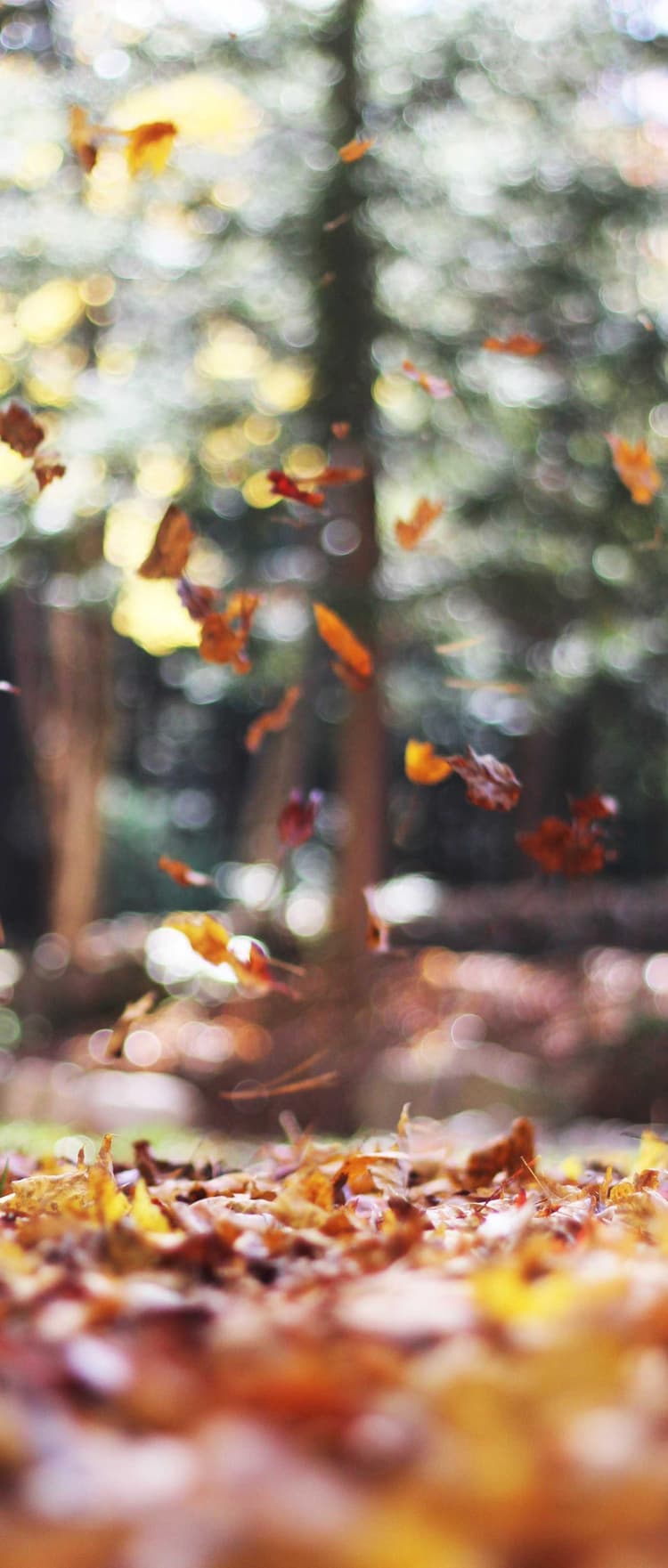 Tuna development image