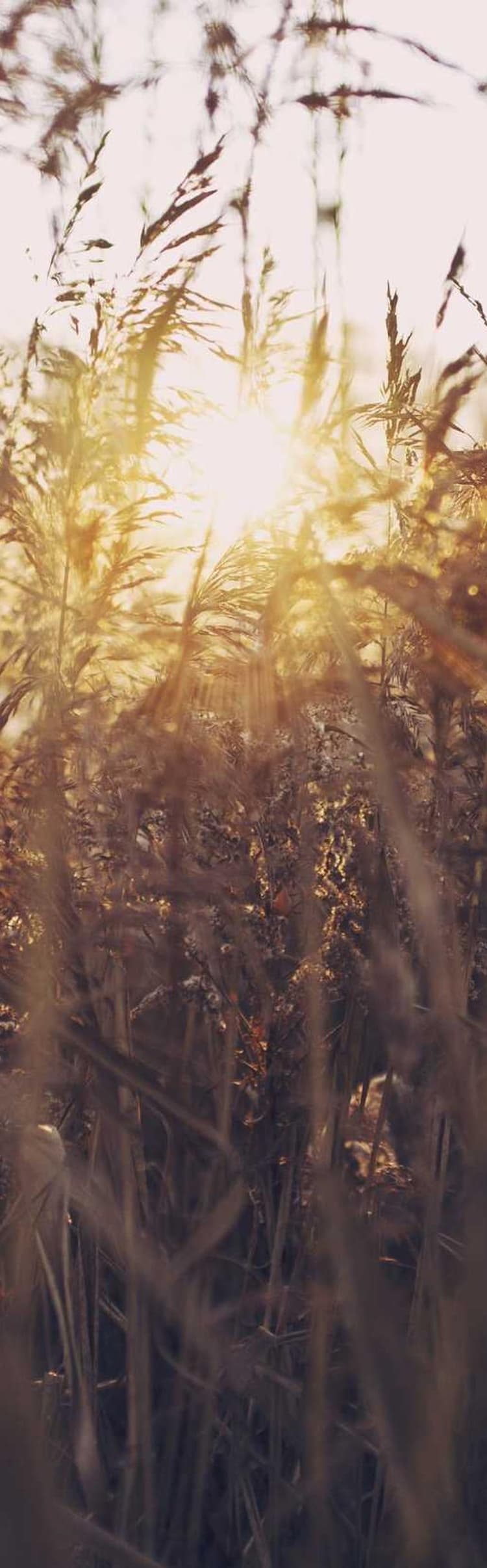 Pizza development image