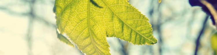 Gloves development image