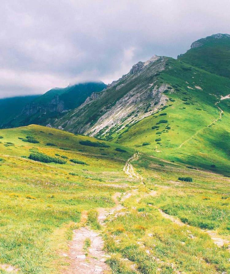 Mouse development image