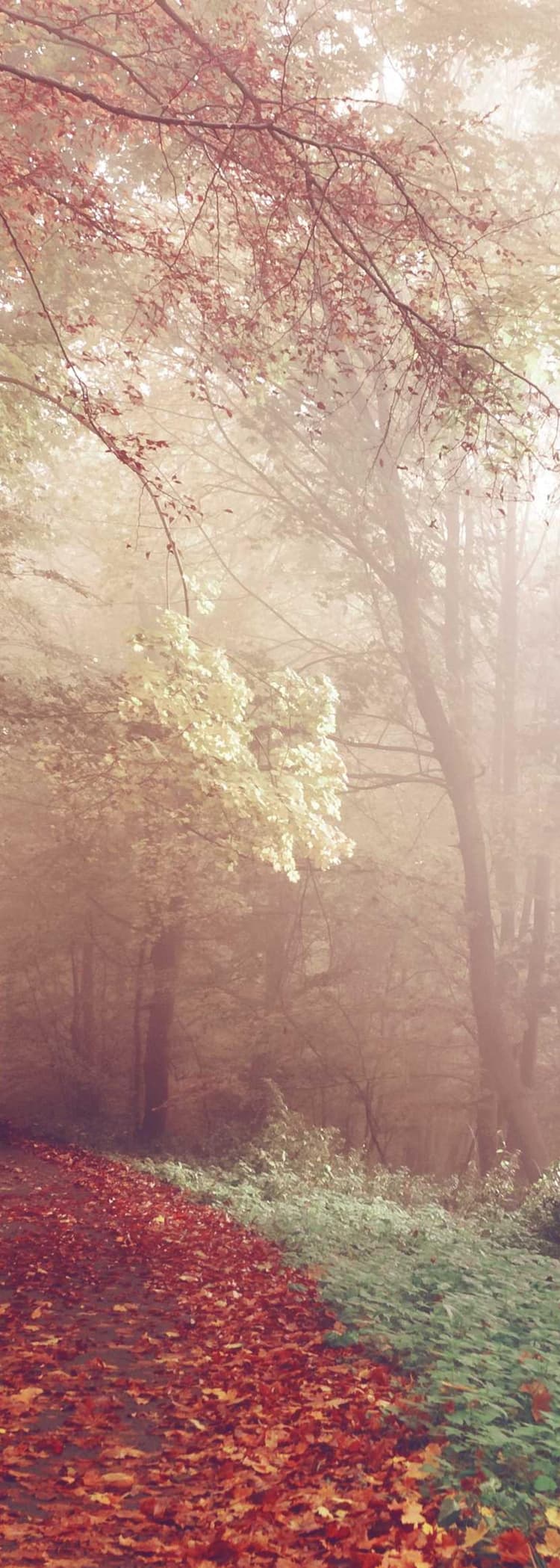 Fish development image