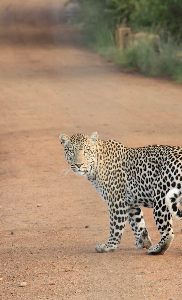 Ball development image